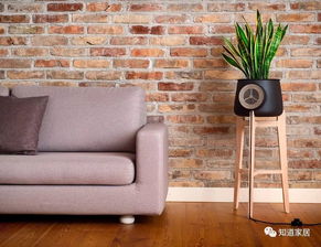 氣溫下不來(lái),人都曬蔫了,用好花器種花草可能感覺(jué)會(huì)涼快點(diǎn)